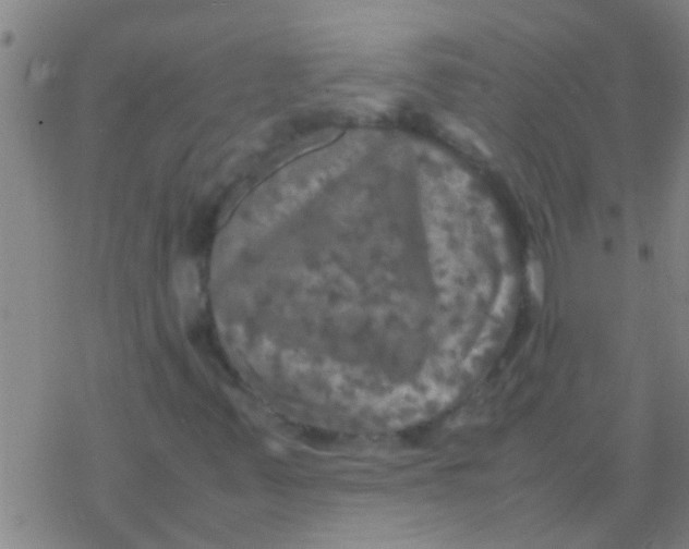 X0000077361347200611101629