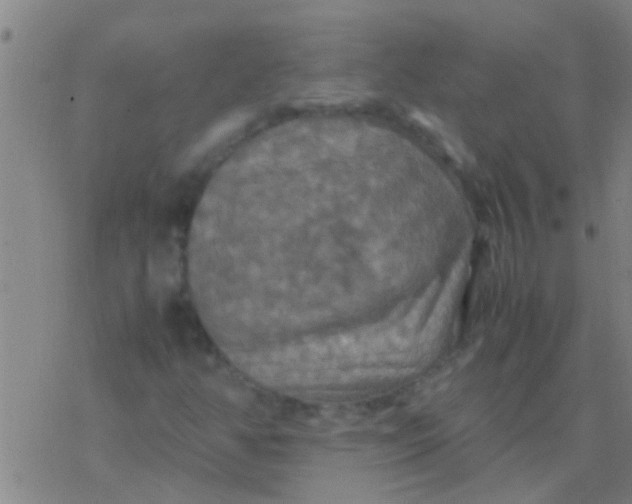 X0000077361350200611101629