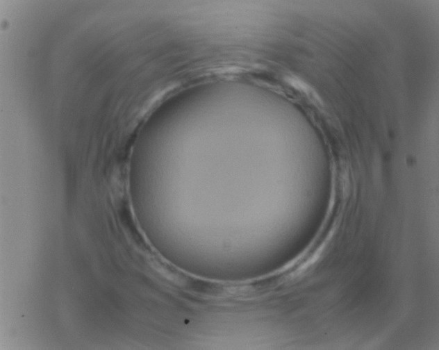 X0000077361353200611101629