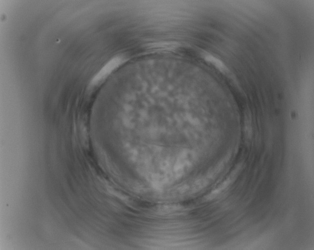 X0000077361354200611101629