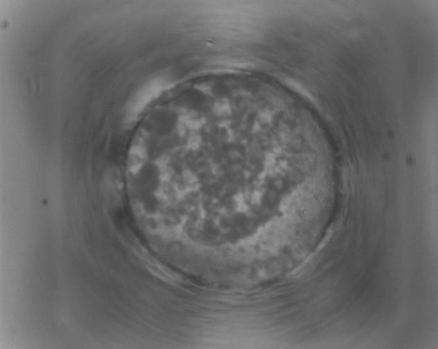 X0000077361355200611101629