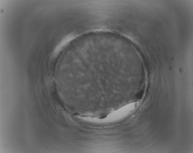 X0000077361359200611101628