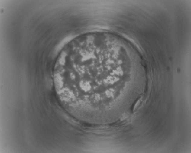 X0000077361363200611101628