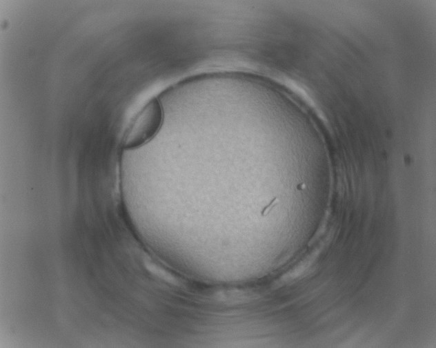 X0000077361366200611101628