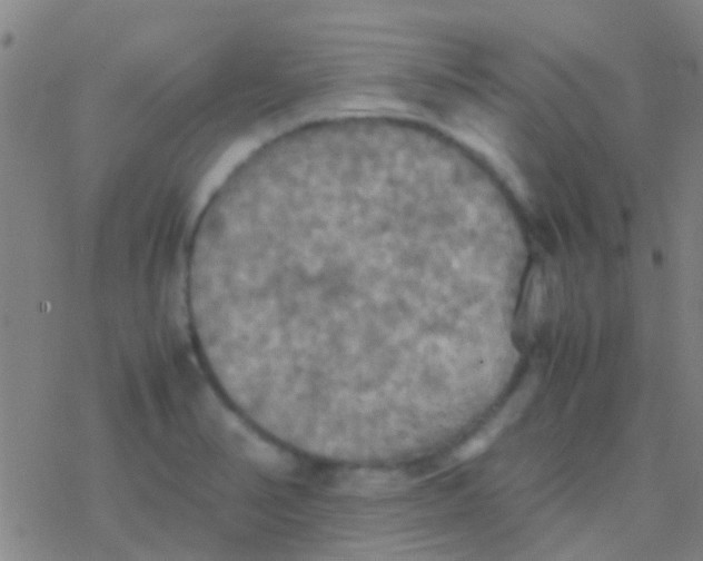 X0000077361374200611101628