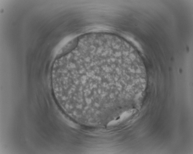 X0000077361375200611101628