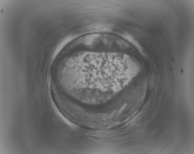 X0000077361383200611101628