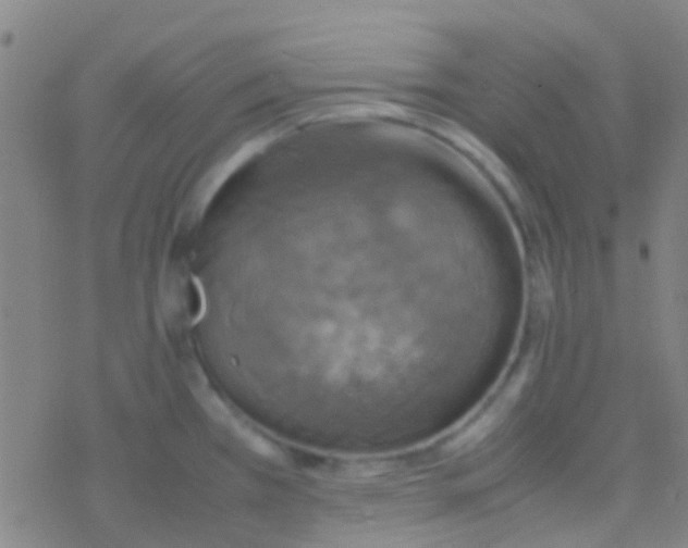 X0000077361385200611101628