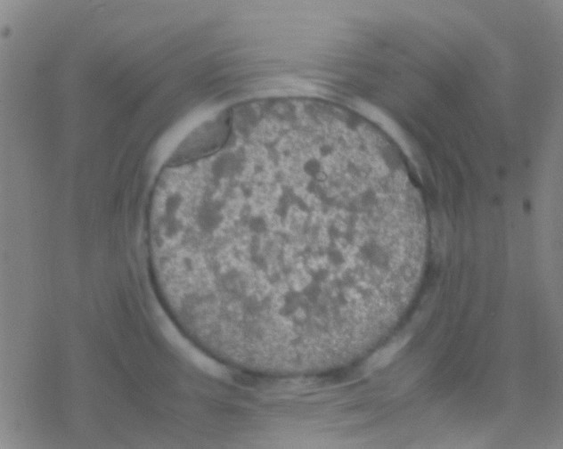 X0000077361387200611101628