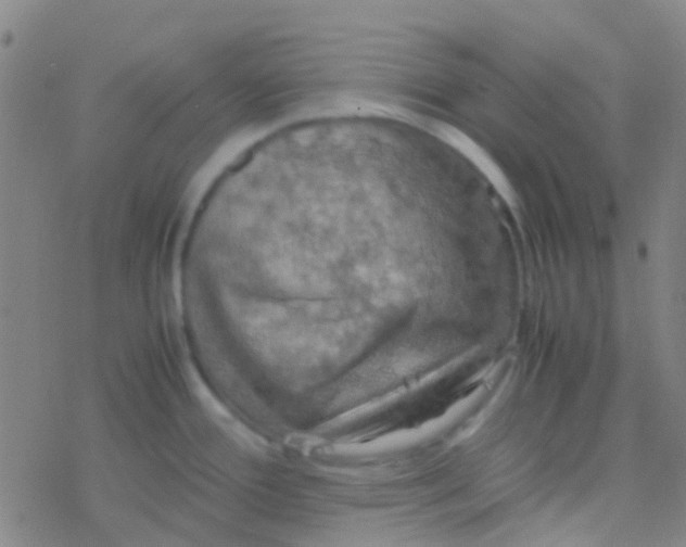 X0000077361388200611101628