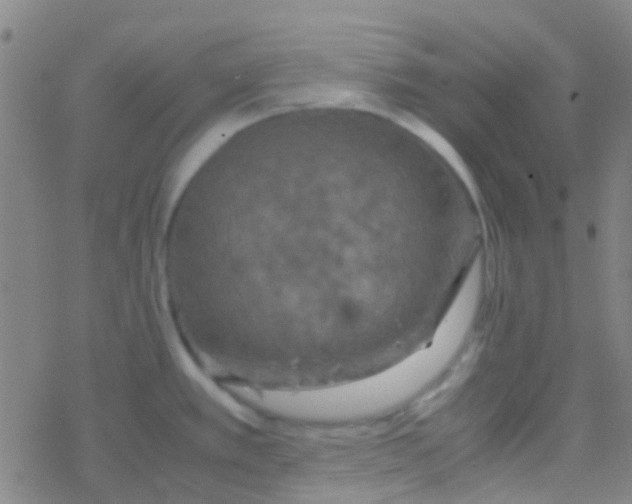 X0000077361389200611101628