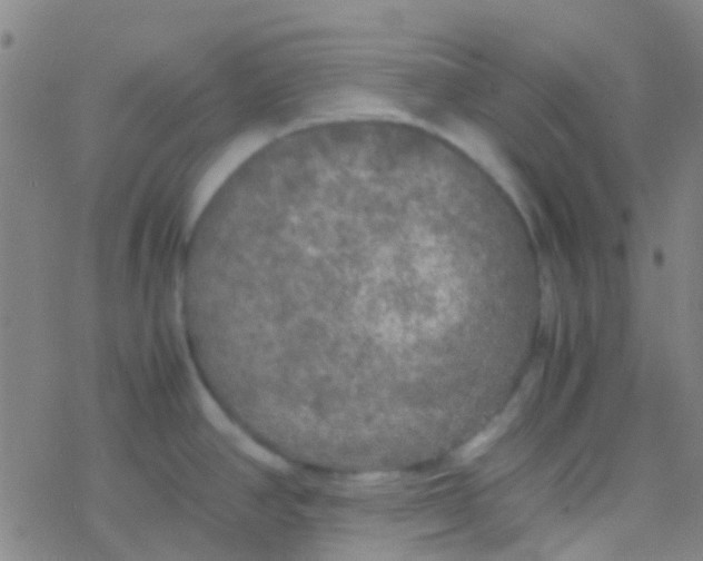 X0000077361390200611101628