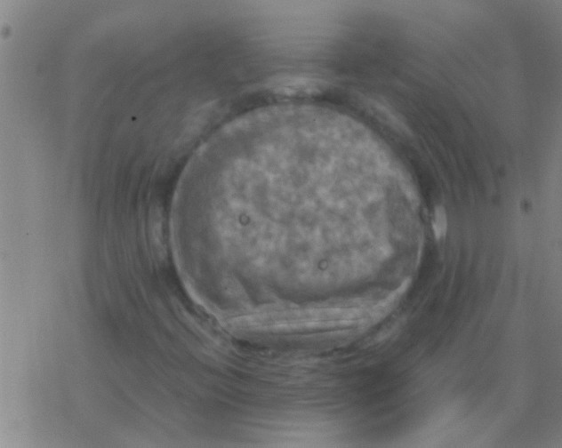 X0000077361396200611101627