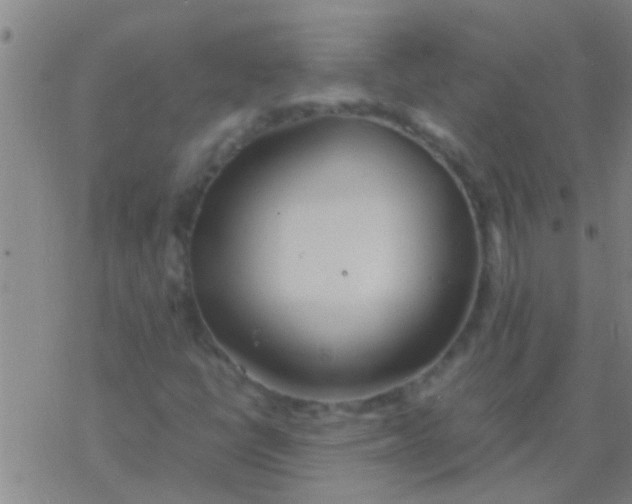 X0000077361398200611101627