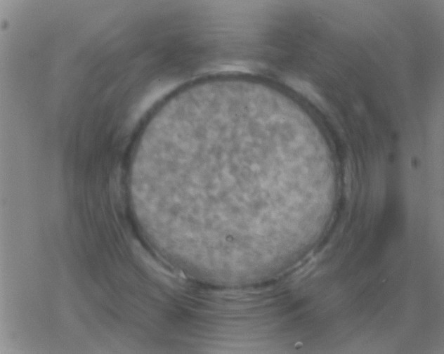 X0000077361404200611101627