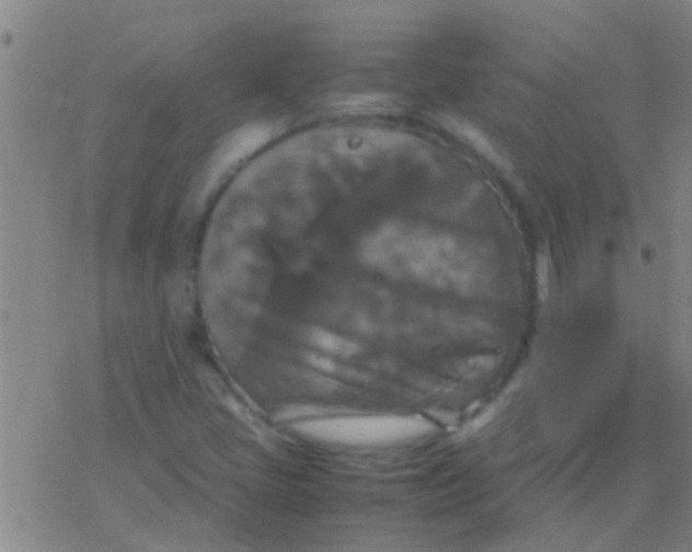 X0000077361405200611101627