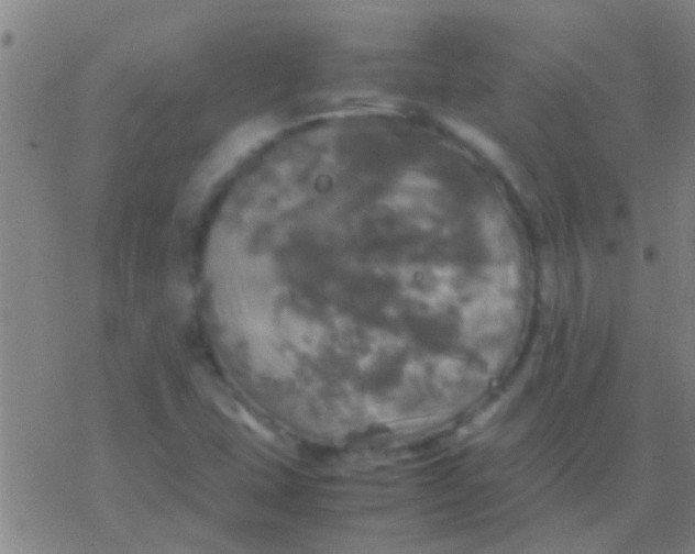 X0000077361407200611101627