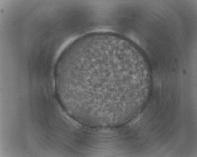 X0000077361408200611101627