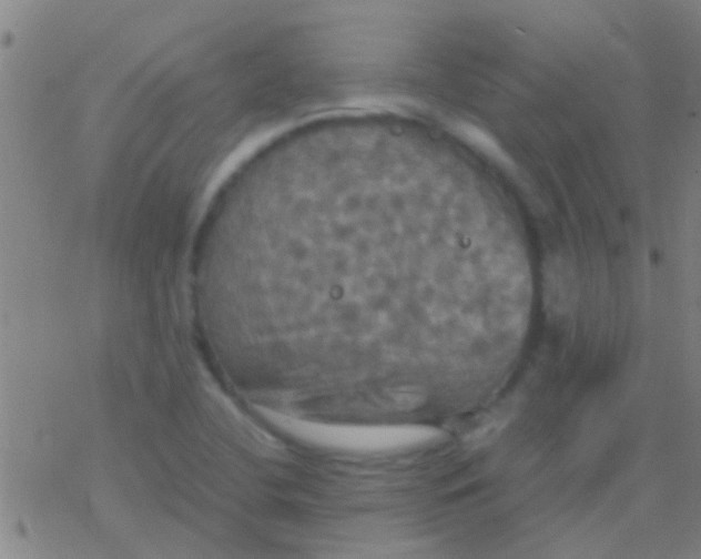 X0000077361412200611101627