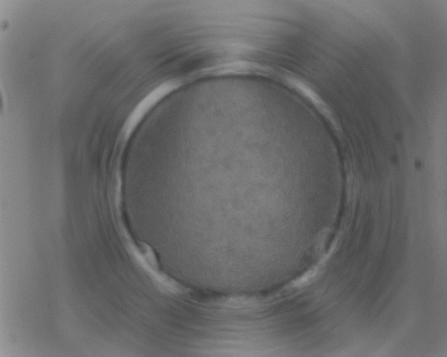 X0000077361418200611101628