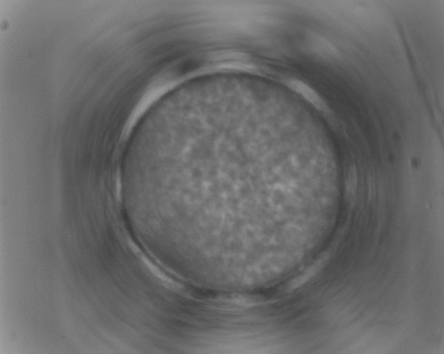 X0000077361420200611101628