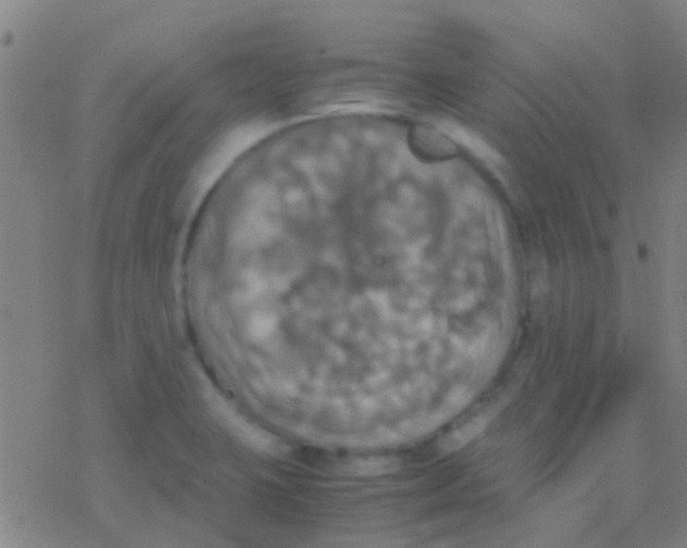 X0000077361423200611101628