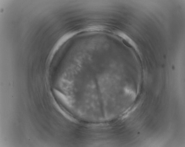 X0000077361429200611101628