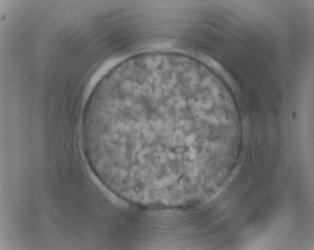 X0000077361432200611101628