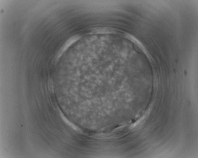 X0000077361433200611101628