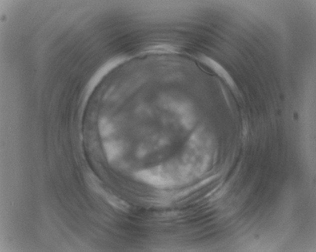 X0000077361435200611101628