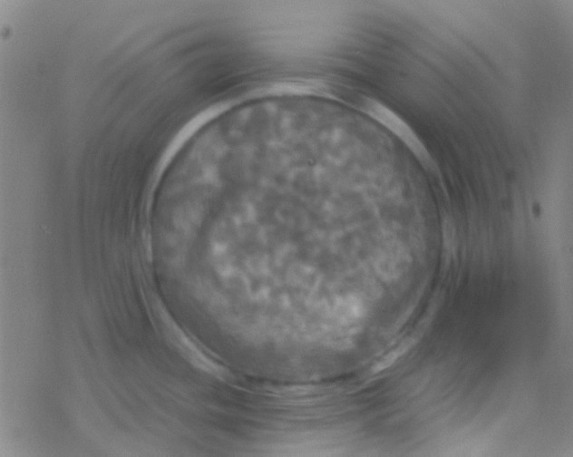 X0000077361436200611101628