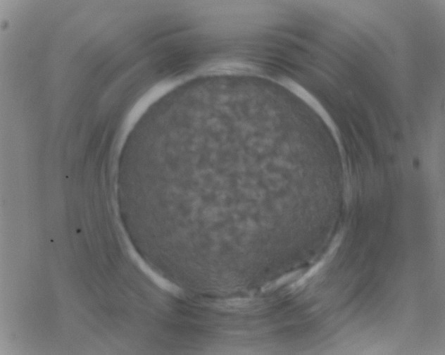 X0000077361437200611101628