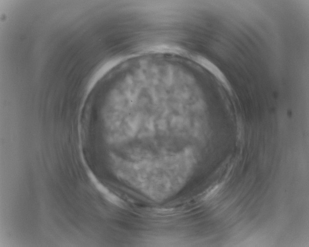 X0000077361439200611101628