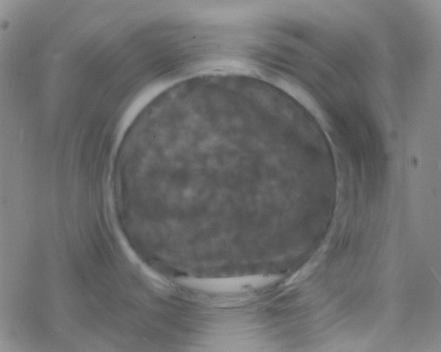 X0000077361440200611101628