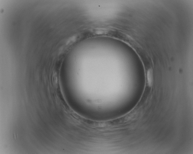 X0000077361443200611101627