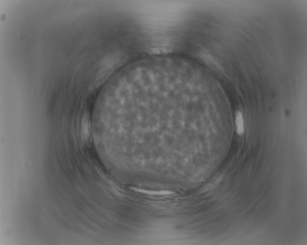 X0000077361444200611101627