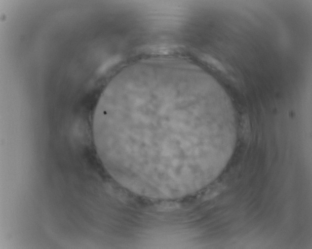 X0000077361446200611101627