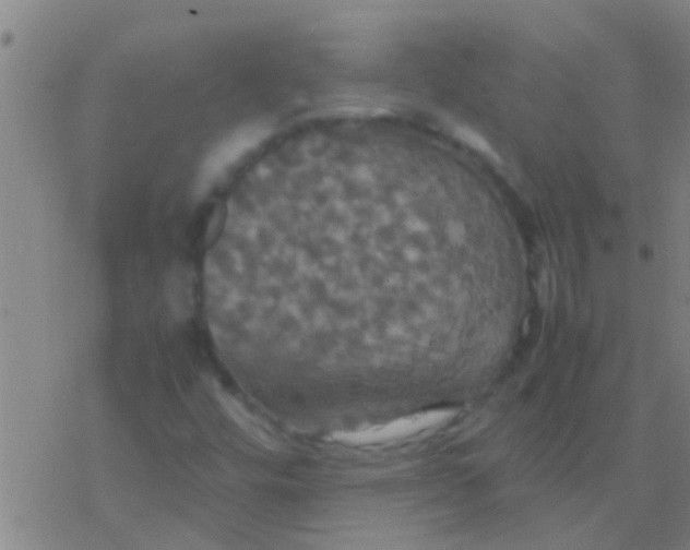 X0000077361448200611101627