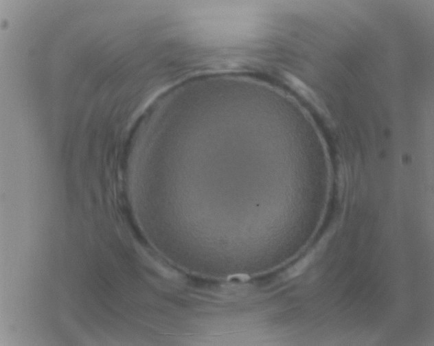 X0000077361449200611101627