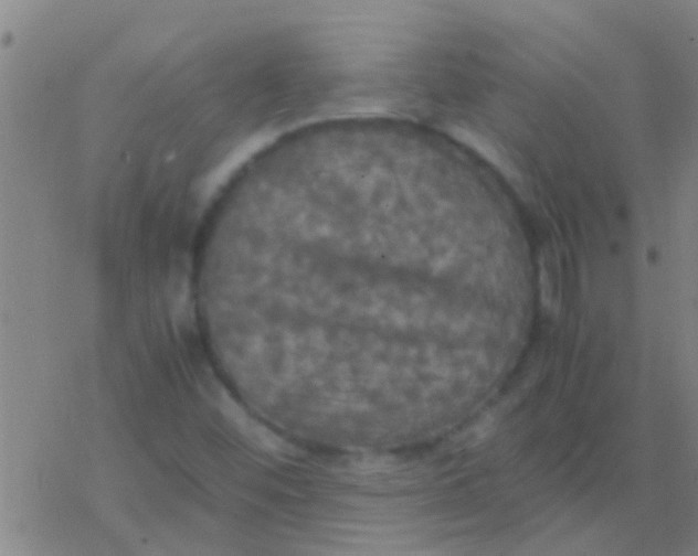 X0000077361452200611101627