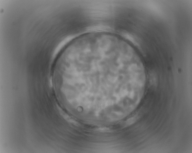 X0000077361462200611101627