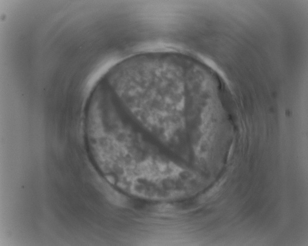 X0000077361463200611101627