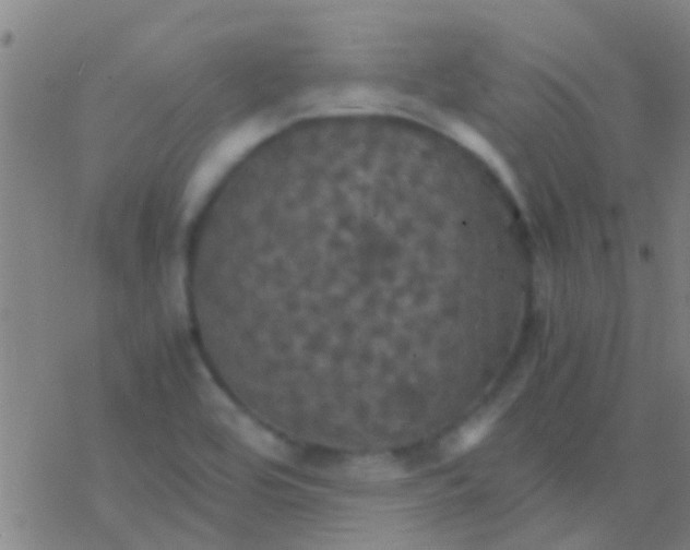 X0000077361464200611101627