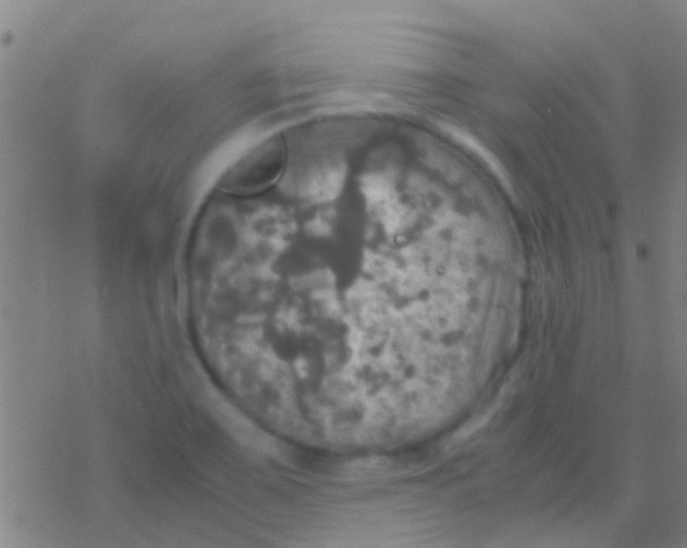 X0000077361467200611101627