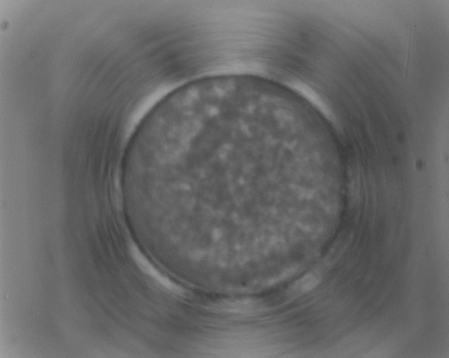 X0000077361468200611101627