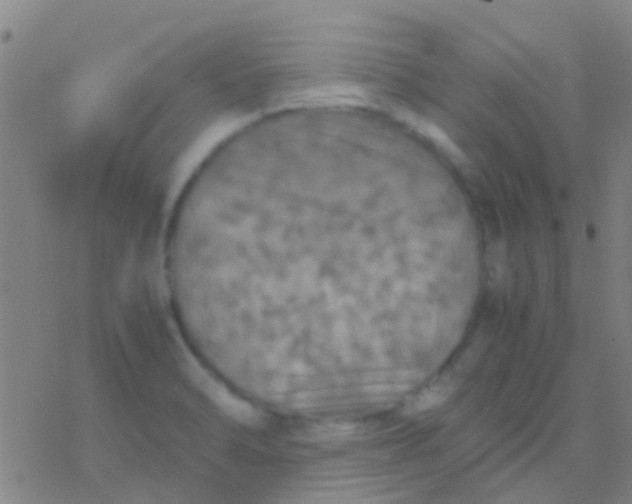 X0000077361470200611101627