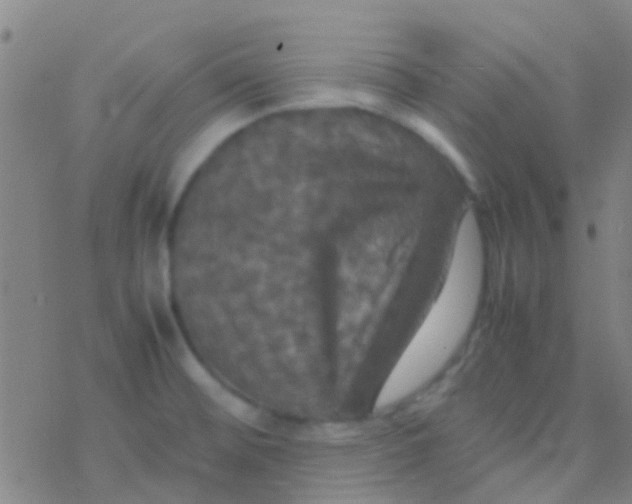 X0000077361476200611101627