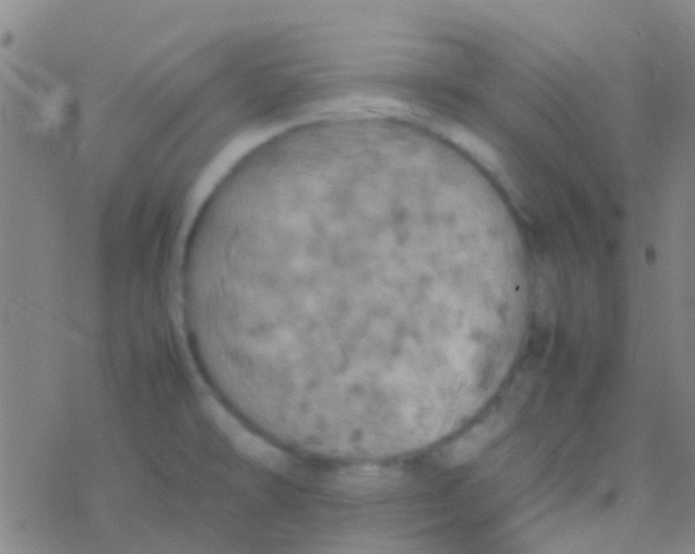 X0000077361478200611101627