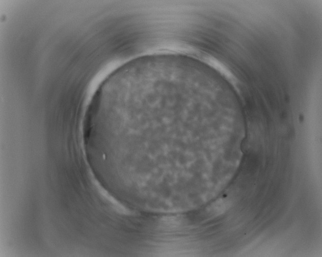 X0000077361480200611101626