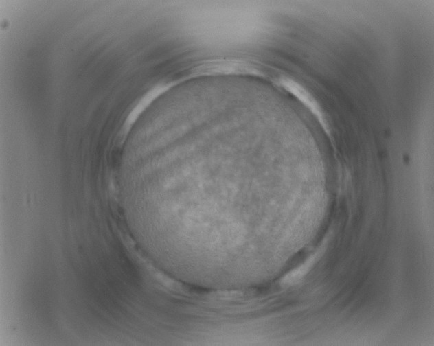 X0000077361481200611101626